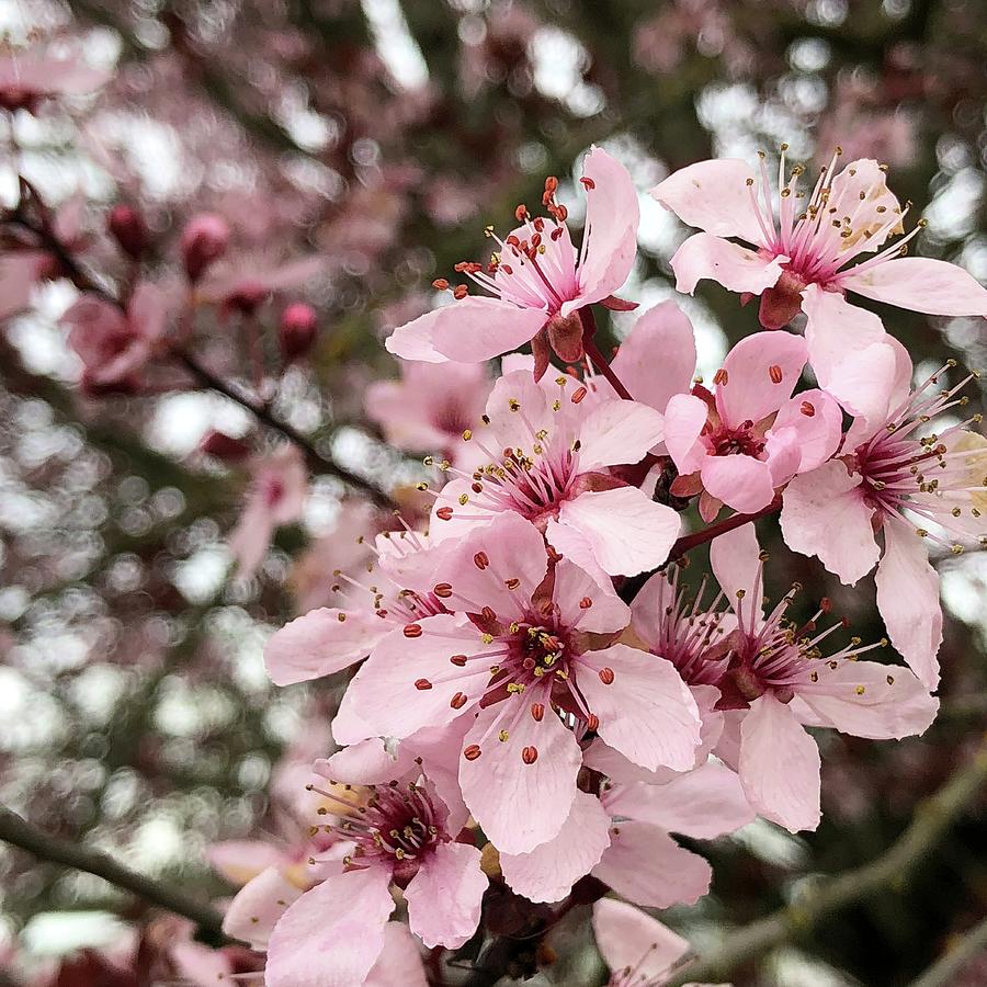 cherry blossom